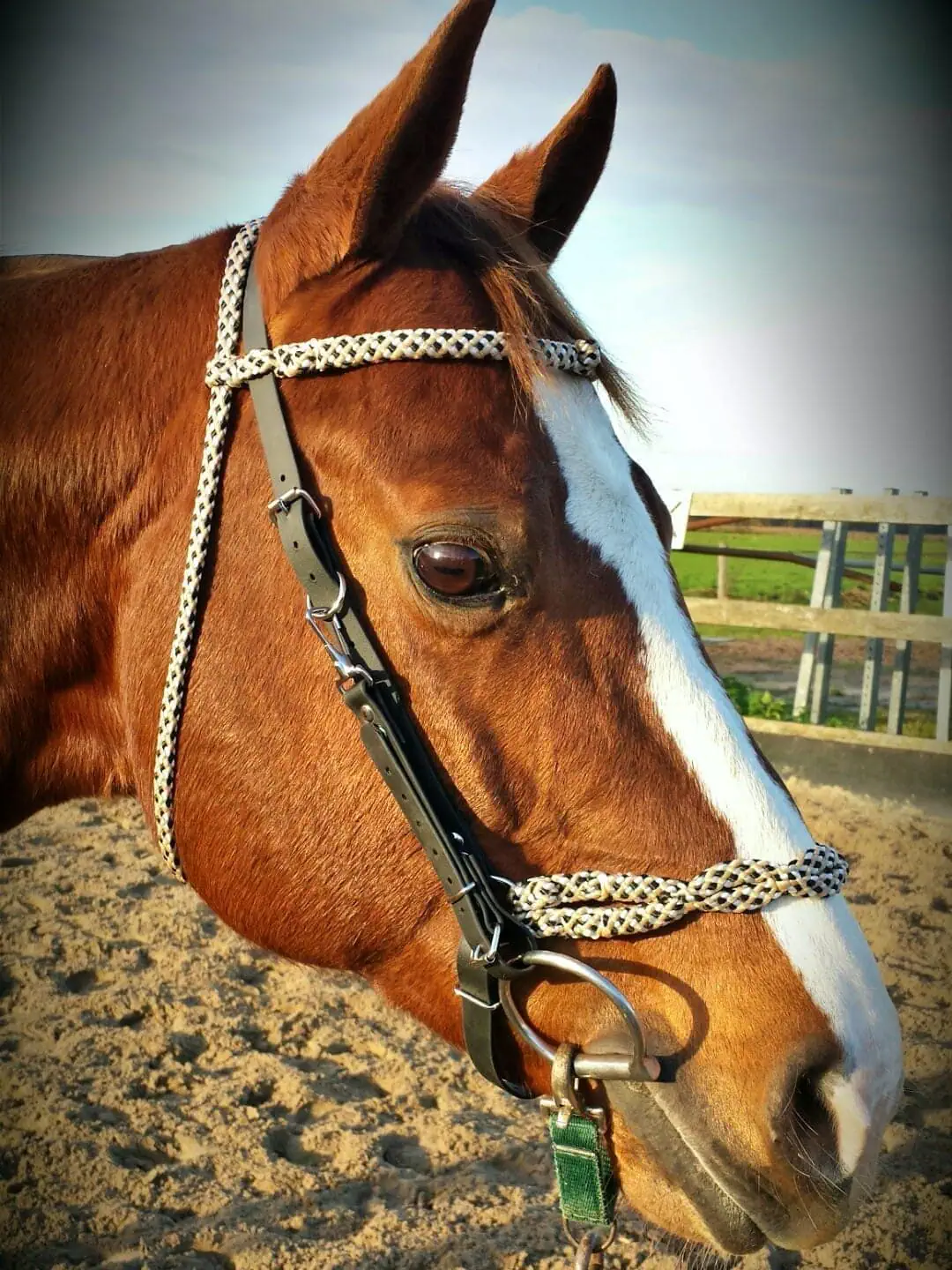 Biothane met touw endurance hoofdstel