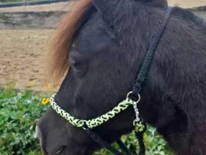 Touwhalster Shetlander & Mini