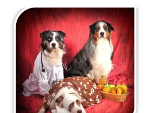 Handleiding voor E.H.B.O. bij honden
